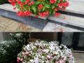 41-Dragon-Wing-Begonia