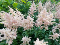 43-Pink-Astilbe