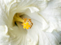 44-Tropical-Hibiscus