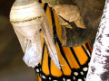 45-Our-Monarch