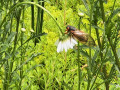 46-Sleeping-Daisy-with-Locust