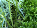 47-To-be-a-Swallowtail