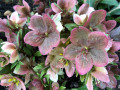 53-Hellebores