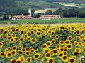 55-Sunflower-Field