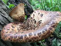 57-Bankeraceae-Fungi-Libertyville
