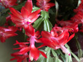 59-Christmas-Cactus-Libertyville