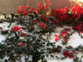 60-Paper-Flower-Bougainvillea-Cascais-Portugal