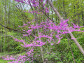 7-Redbud