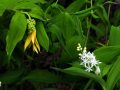 1-Bellwort-and-Starry-False-Solomons-Seal