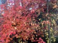 10-Fall-Colors