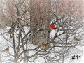 11-Cardinals