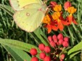 12-Butterfly-Milkweed