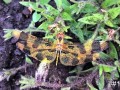 13-Dragonfly
