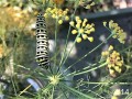 14-Caterpillar