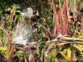16-Butterfly-Milkweed