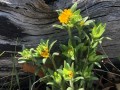 18-Hoary-Puccoon