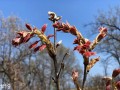 19-Oak-Blossoms