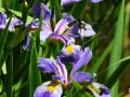 2-Blue-Flag-Dragonfly