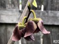 20-Paw-Paw-Blossoms