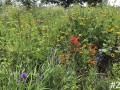 22-Royal-Catchfly-Cup-Plant-Hoary-Vervain-Purple-Coneflower