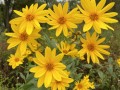 23-Sawtooth-Sunflower