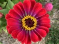 24-Zinnia