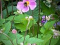 25-Japanese-Anemone