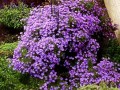 26-New-England-Aster
