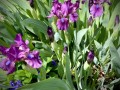 27-Purple-Iris