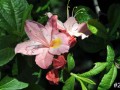 28-Rhododendron-Cecile