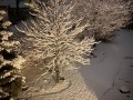 29-Snow-Covered-Pink-Chestnut
