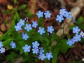 3-Forget-me-nots