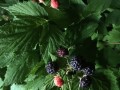 30-Apache-Blackberries