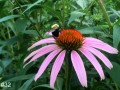 32-Magnus-Purple-Coneflower-Bee