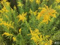 33-Stiff-Goldenrod