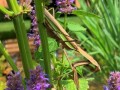 35-Anise-Hyssop-Praying-Mantis