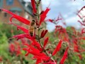 36-Pineapple-Sage-Bee