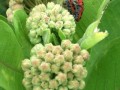 37-Common-Milkweed-Red-Milkweed-Beetles