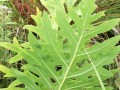 38-Compass-Plant-Leaves