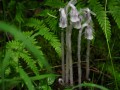 4-Indian-Pipes