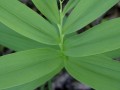 40-Starry-False-Solomons-Seal