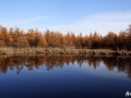 41-Tamarack-Trees