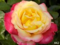 42-Peace-Rose