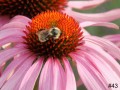 43-Purple-Coneflower-Bee