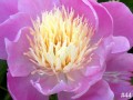 44-Tree-Peony