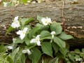 45-White-Trillium