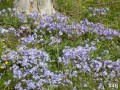 46-Woodland-Phlox