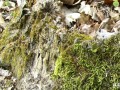 49-Moss-on-Stump