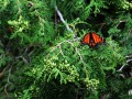 5-Monarch-in-Cedar