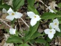 51-White-Trillium